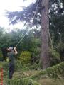 Appleyard Tree Care image 3