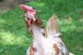 Little Hen Rescue image 1