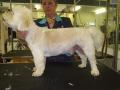 Paws Groomers image 4