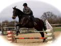Steve Price (Horse Rider & Trainer) image 1