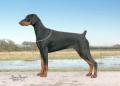 Malibray Dobermanns image 1