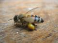 Urban Bees Ltd image 2