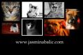 jasmina balic photography logo