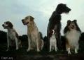 A Springfield Boarding Kennels & Cattery image 2