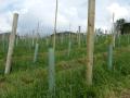 Holmfirth Vineyard image 2