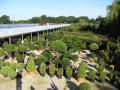 Wreford ltd Hedging and Topiary image 4