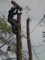 North Devon Tree Surgeons image 1