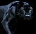 Black Panther Investigations logo