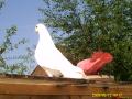 White Dove Releases image 8