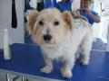 Oliver's Dog Grooming Services image 6