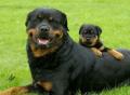 Jantavia Rottweilers Scotland logo