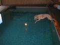 Corley Canine Pool image 4