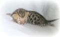 Nevaeh Bengals image 2