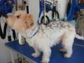 Oliver's Dog Grooming Services image 5