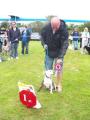wirral dog trainer image 1