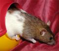 Zaxxan-Firenza fancy pet Rats image 3