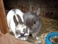 dwarf pet bunnies image 4