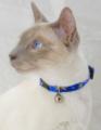 Dog Collars and Cat Collars image 1