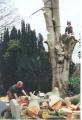 Cheshire Tree Services image 2