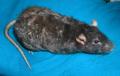 Zaxxan-Firenza fancy pet Rats image 2