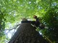 Mark Worboys Tree Surgery image 2