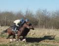Denis Coakley Racehorse Trainer image 3