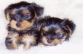 DOG BREEDER VERGO YORKSHIRE TERRIER PUPS TOYS & MINIATURES image 2