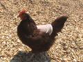 chicken breeders uk image 1