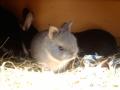dwarf pet bunnies image 2