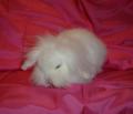 Mini Lop and  Lion Lop Rabbit Breeder image 1