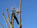 Tree Surgeon in Leeds image 9