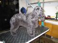 Mucky Pups Groomers image 2