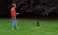 Pointer Farm Kennels image 2