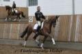SHERIDAN SPORT HORSES - LIVERY - HORSE SALES image 2