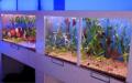 Kingfisheries Aquarium Ltd image 2