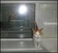 Jans Cattery image 8