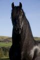 Black Horses Ltd image 2