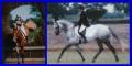 SHERIDAN SPORT HORSES - LIVERY - HORSE SALES image 1