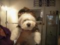 pawfection dog grooming image 6