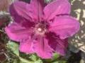 Clematis Virtual Assistance Service image 1