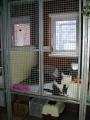 Ifield Park Cattery & Kennels image 2