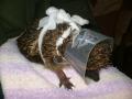 Hedgehog Carer image 2