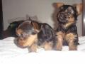 DOG BREEDER VERGO YORKSHIRE TERRIER PUPS TOYS & MINIATURES image 4