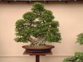 Dai-ichi Bonsai image 1