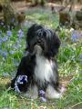 Tibetan Terrier Dogs image 1