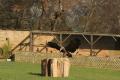 Falconry uk Ltd image 4