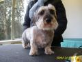 Smart Dogs Grooming Parlour image 2