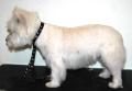 Worthing Dog Grooming image 7