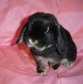 Mini Lop and  Lion Lop Rabbit Breeder image 3