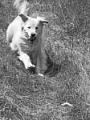 Wiltshire Dog Walker image 1